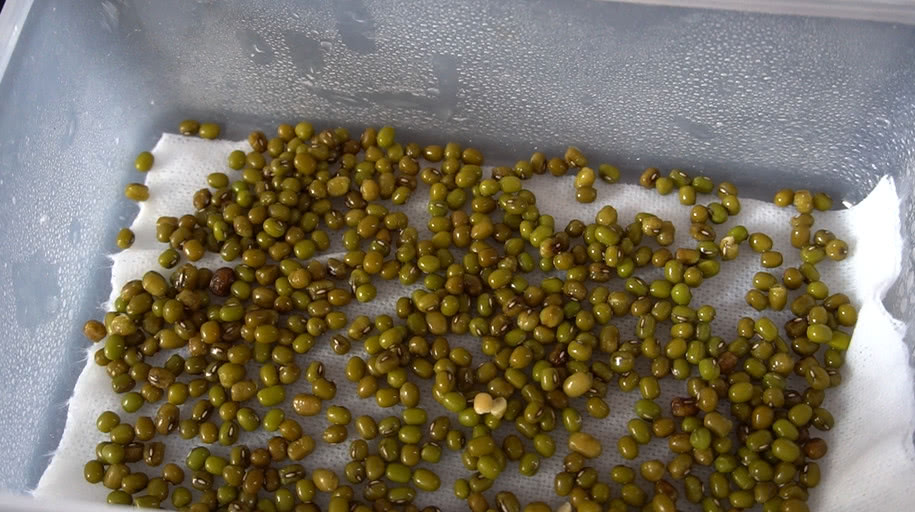 爱吃豆芽不用花钱买,教你水培发豆芽,5天能种出一大碗,快试试