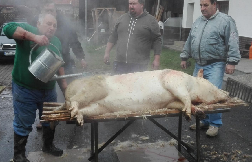 想不通,500斤重的猪,为什么波兰农民丢将近一半肉