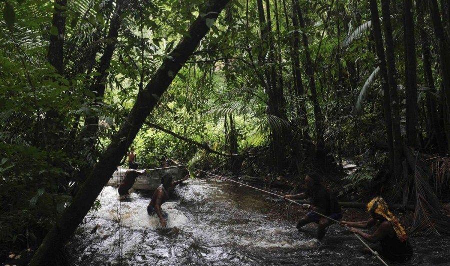 巴西丛林 新浪网