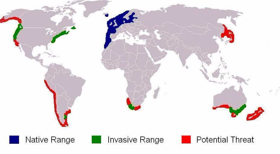 欧洲青蟹泛滥成灾横行加拿大,当地人嫌螃蟹没