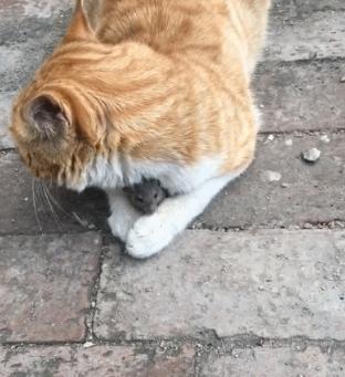猫:这么冷的天我抱着你,感动不感动? 老鼠:不敢动不敢动