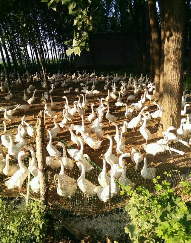 打工累了没有,跟我回农村养鹅赚钱吧,一年能赚