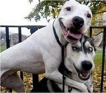 夭寿啊,二货狗子成精了