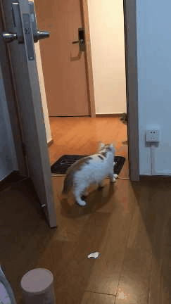 这只耙耳朵猫咪,晚归被老婆罚站墙边,网友:我看到了自己的影子