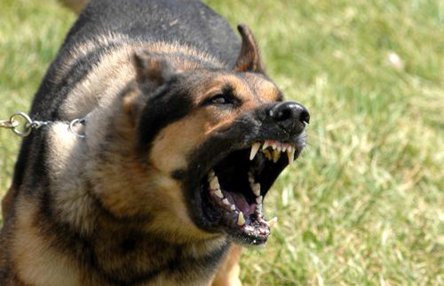 4岁男童被狗咬伤,面部几乎毁容,狗主人至今未出面沟通!