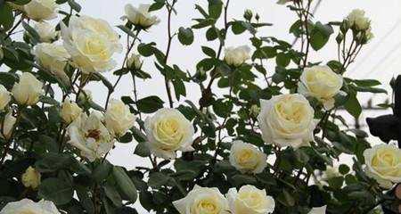 月季叶子边缘发黄干枯是怎么回事?