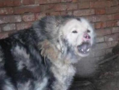 世界上最凶残的狗叫鬼面獒,没想到是炒作出来的