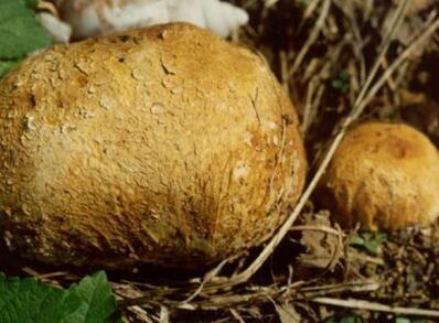 马屁包有多珍贵