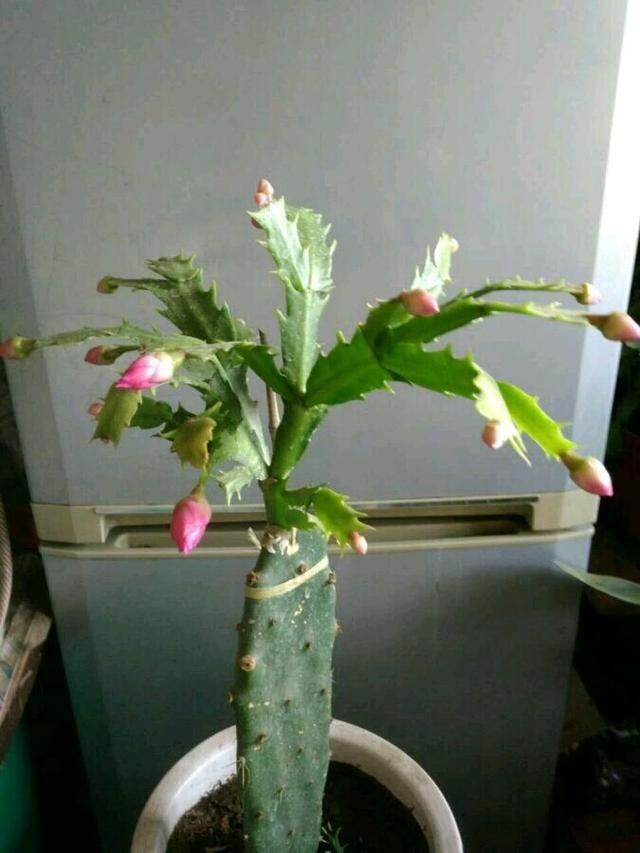 仙人掌嫁接“令箭荷花”,比绿萝扦插还简单,比嫁接蟹爪兰好看