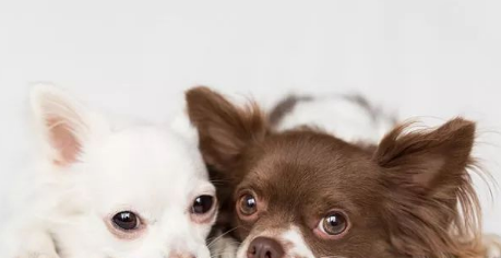 根治狗狗流眼泪的问题,先找到引起狗狗流眼泪