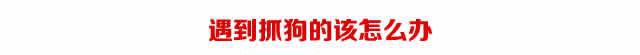 养犬证办理攻略（上海）
