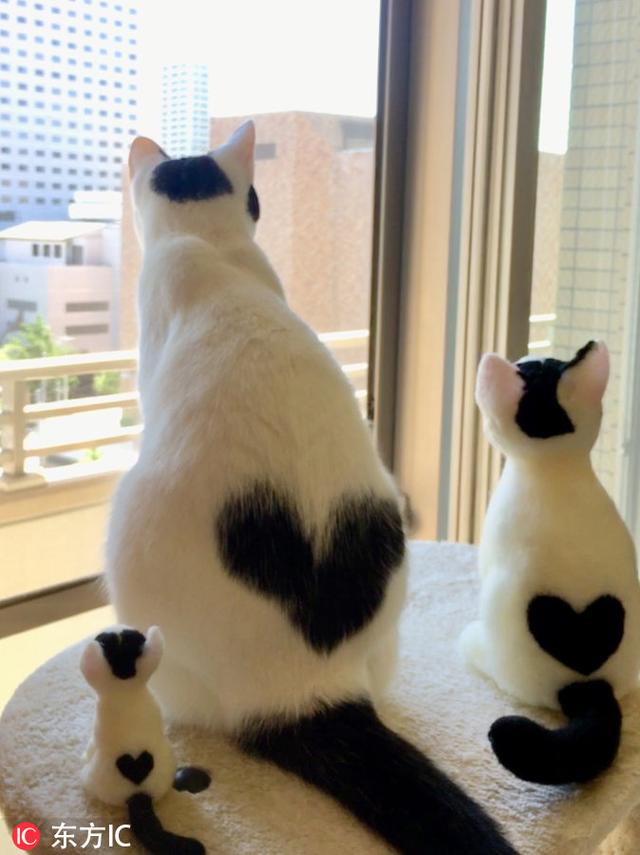 时刻向你比心!日本猫咪天生自带爱心图案吸粉无数