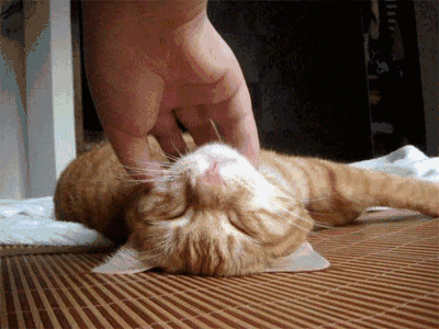 壁纸 动物 狗 狗狗 猫 猫咪 小猫 桌面 400_300 gif 动态图 动图