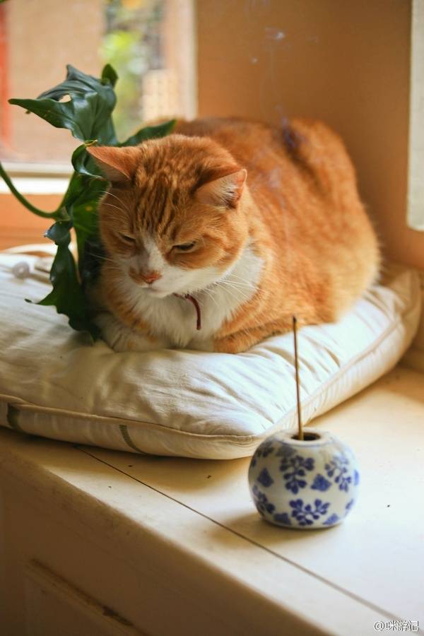 黄咪听了最正宗佛系英文,很佩服,心想自己也学