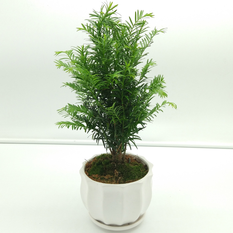 绿萝的真面目被揭穿了！花老板说漏嘴：真正吸甲醛的大佬原来是！