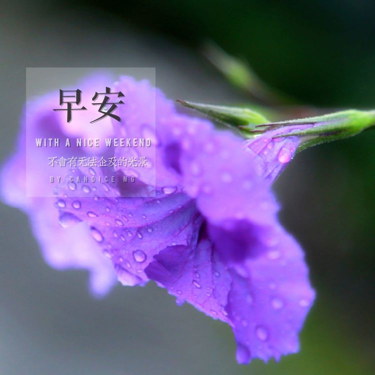 蓝花草:一种会说早安的花