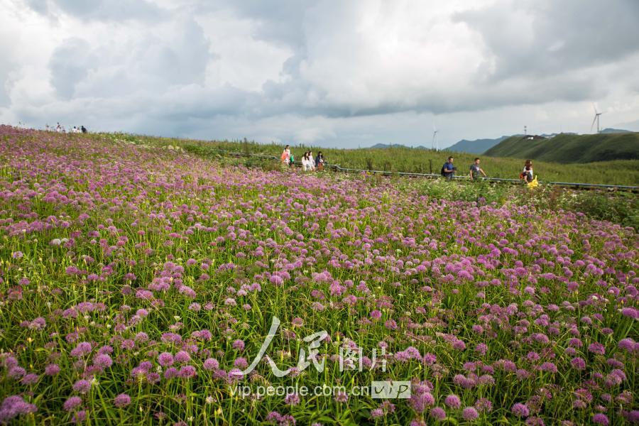 贵州赫章万亩的野生韭菜花盛开醉游人