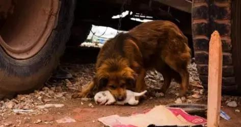 唐山大地震前兆, 扒一扒当年地震前后的诡异怪