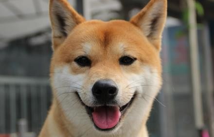 柴犬和猫咪一起长大, 小时候总爱欺负猫咪, 猫老了却被它宠成公主