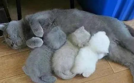 蓝猫意外怀孕,两个月后生出3只小奶猫,铲屎官