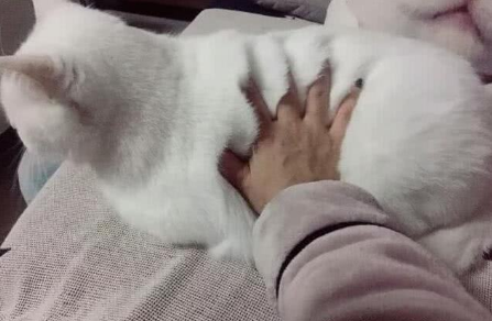 二货主人对猫咪一记排云掌,瞬间留下五爪印,胖猫表情