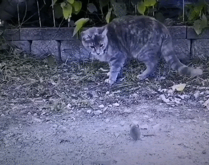 虎斑猫一脸懵逼,这是咋了?这鸡咋回事啊!我不要面子的