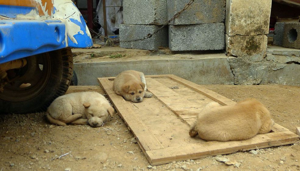 姑娘出嫁当天,养几年的狗狗不愿离开,一直跟随