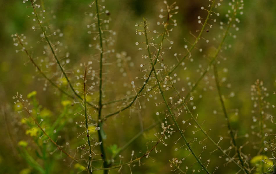 农田里一种害草,曾是饥荒时的救命菜,如今8元