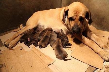 世界上最凶的狗第一名是什么品种?世界十大猛