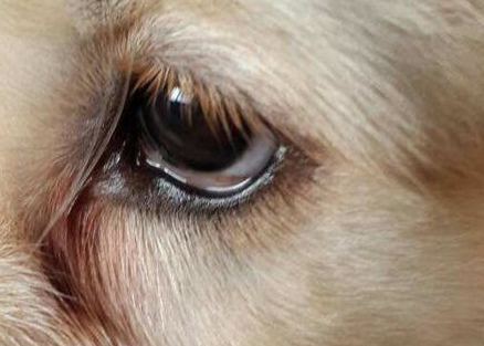 根治狗狗流眼泪的问题,先找到引起狗狗流眼泪