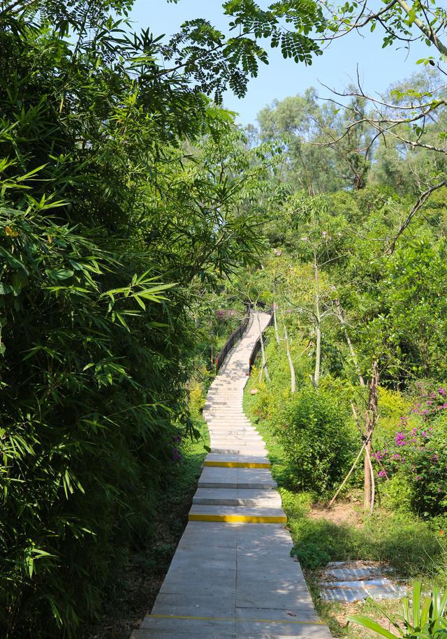 登三亚临春岭森林公园 到山顶看全市风景 路上还遇到四脚蛇