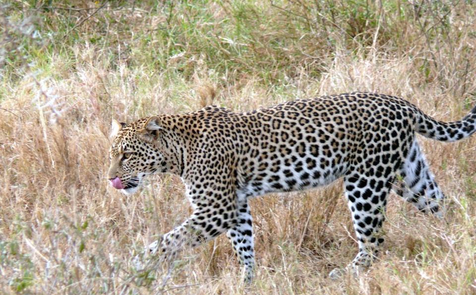 为什么海豹和豹那么相似?海豹是陆地上的豹演化的吗?...