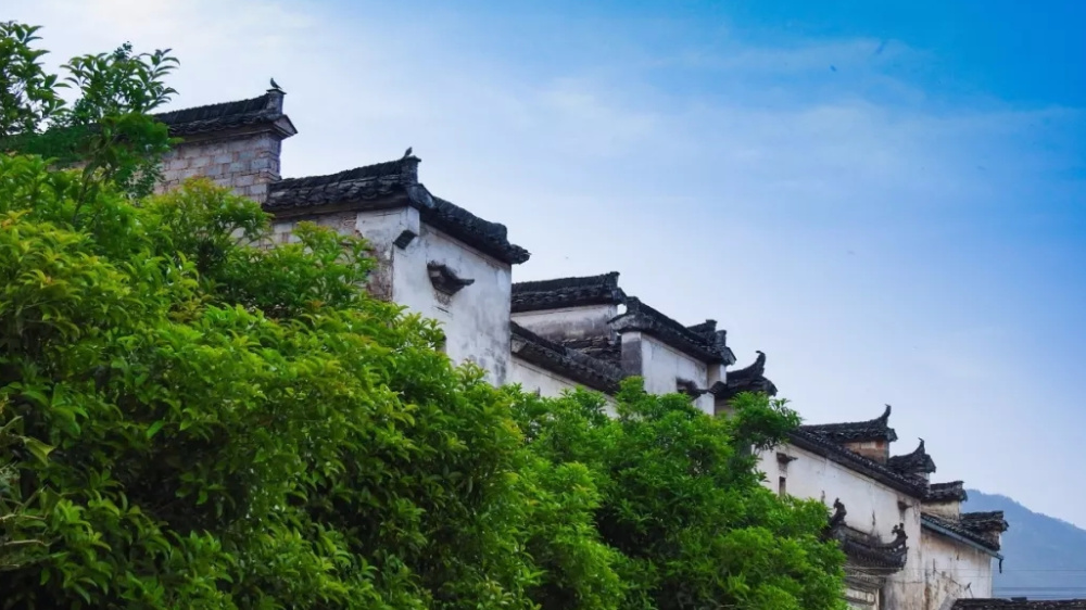 鄂尔多斯喝茶资源新茶嫩茶