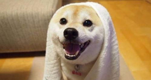 2018爆红的宠物表情包,快来把本尊领走!