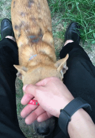 壁纸 动物 狗 狗狗 313_454 竖版 竖屏 手机 gif 动态图 动图