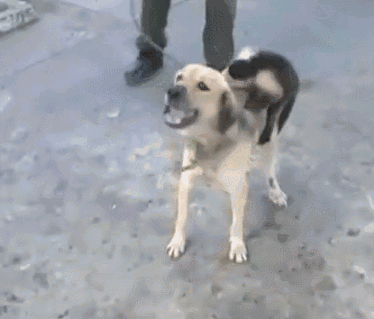 壁纸 动物 狗 狗狗 415_354 gif 动态图 动图