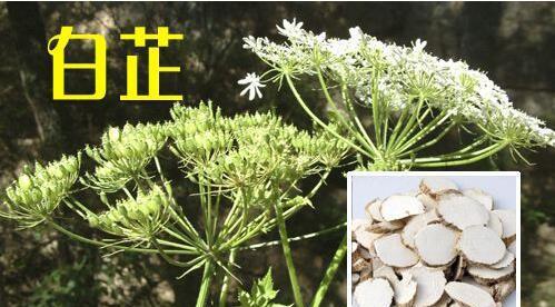 西北干旱地区适合种植哪些优质中药材?