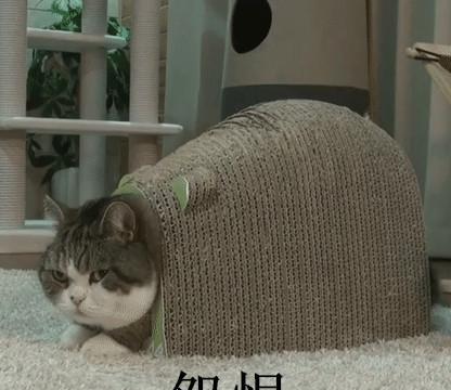 这只胖猫简直就是一个行走的表情包啊,网友:赶紧收图!