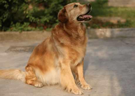 金毛遇美女,马上扑上去抱着人家的长腿,没想到