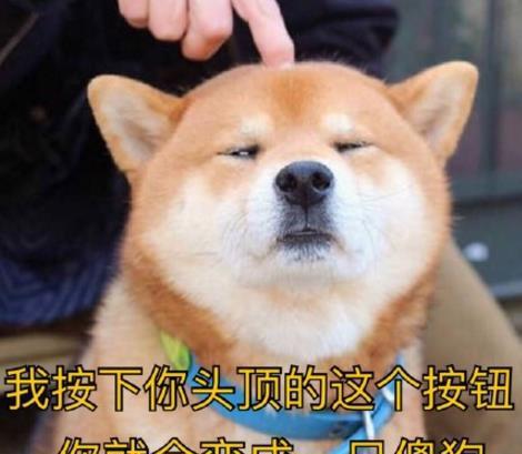 狗狗表情包|我承受着这个年龄不该有的机智和帅气图片