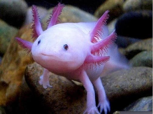 世界上最珍贵的动物?