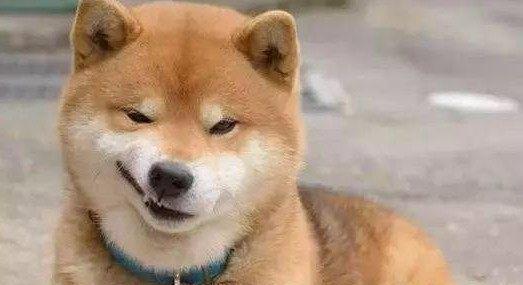 当哈士奇遇上中华田园犬,逗逼眼神搞笑了!