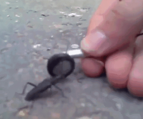 还会摇头晃脑跟着打拍子!真的假