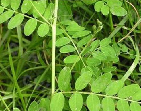 西北干旱地区适合种植哪些优质中药材?