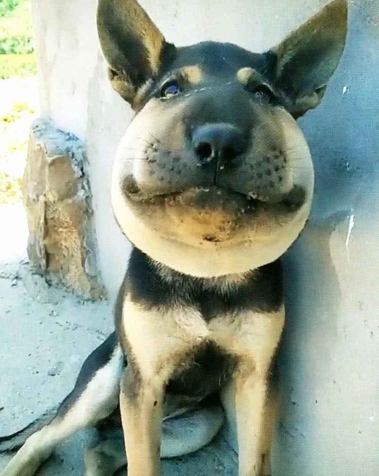 别人家的狗被马蜂蛰后,变名犬牛头梗,我家狗被蛰…