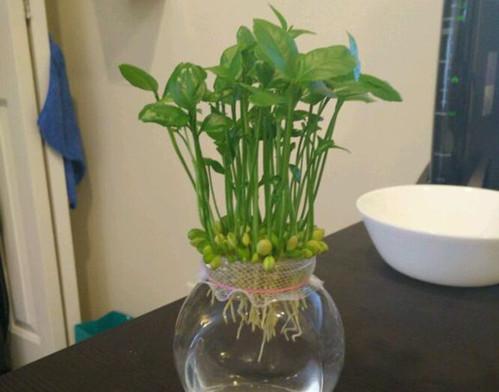 吃剩下的柠檬籽不要扔,找个花盆,自己在家种,也