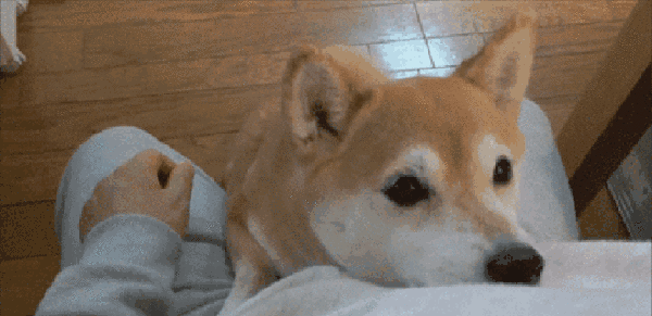 养犬证办理攻略（上海）