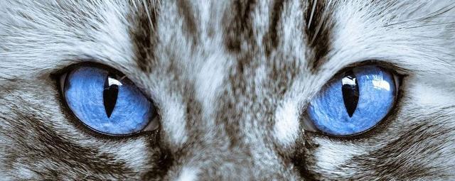 猫咪真能看见脏东西?主人:它总是半夜突然盯