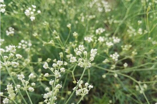 西北干旱地区适合种植哪些优质中药材?