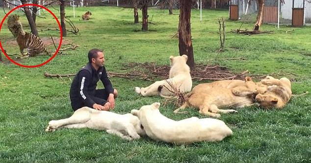 管理员原本正与一群白狮子玩耍，殊不知后方老虎已经救了他一命